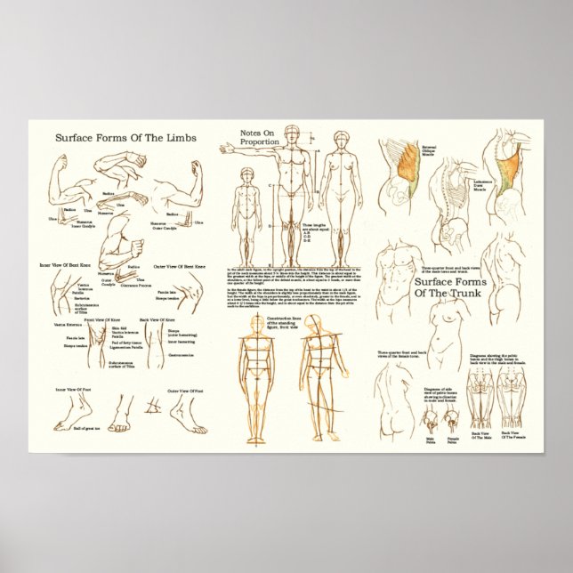 Poster Gráfico de Anatomia da Superfície Humana para Arti (Frente)