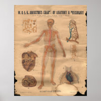 Gráfico de Anatomia das Artérias Cardíacas Vintage