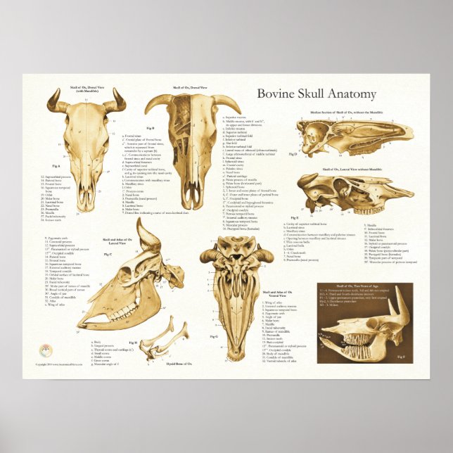 Pôster Gráfico de Anatomia do Crânio da Vaca Bovina (Frente)