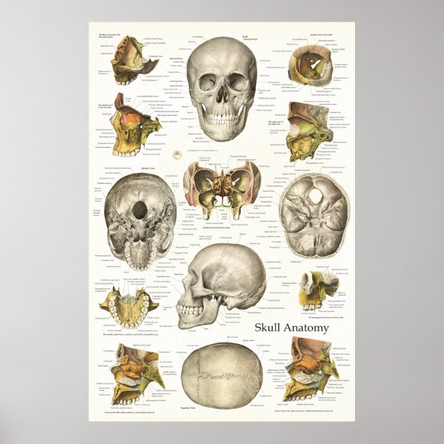 Pôster Gráfico de Anatomia do Crânio Humano 24 X 36 (Frente)