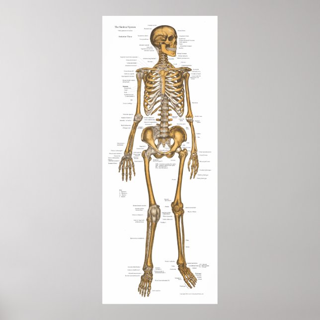 Poster Gráfico de Anatomia do Sistema Esquelético Humano  (Frente)