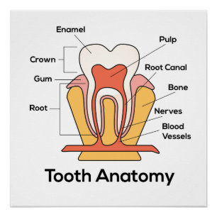 Pôster Gráfico de Anatomia dos Dentes