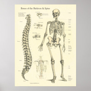 Poster Gráfico de Anatomia dos Ossos da Coluna Vertebral