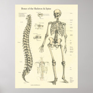 Poster Gráfico de Anatomia dos Ossos da Coluna Vertebral