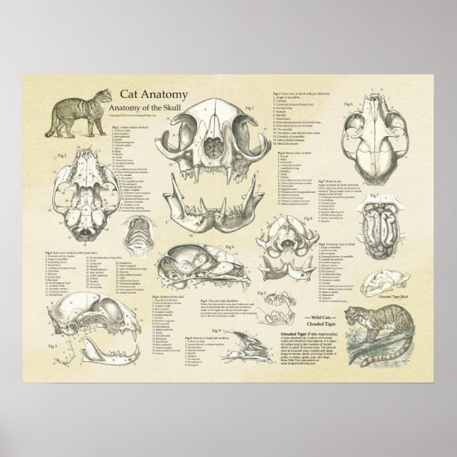 Poster Gráfico de Anatomia dos Ossos do Céu do Gato (Frente)