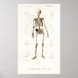 Poster Gráfico de Anatomia Humana do Esqueleto Vintage