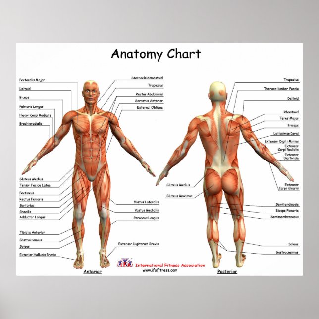 Pôster Gráfico de Anatomia IFA (Frente)