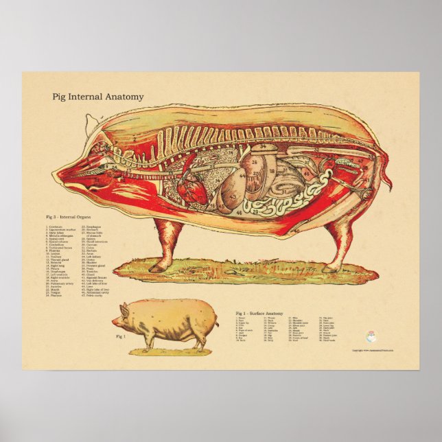 Pôster Gráfico de Anatomia Interna do Suíno Veterinário (Frente)