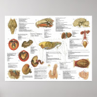 Gráfico de Anatomia Interna dos Cavalos 18" X 24"
