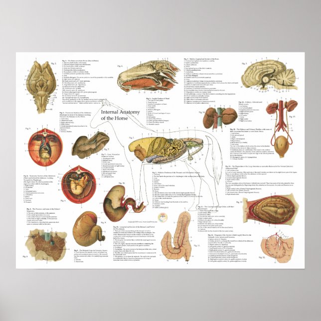 Pôster Gráfico de Anatomia Interna dos Cavalos 18" X 24" (Frente)