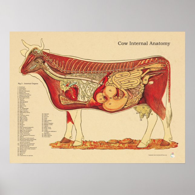 Poster Gráfico de Anatomia Interna Veterinária da Vaca Bo (Frente)