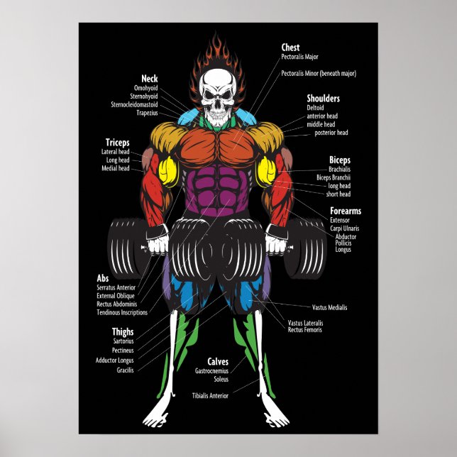 Poster Gráfico de Anatomia Muscular - Construção de Porme (Frente)