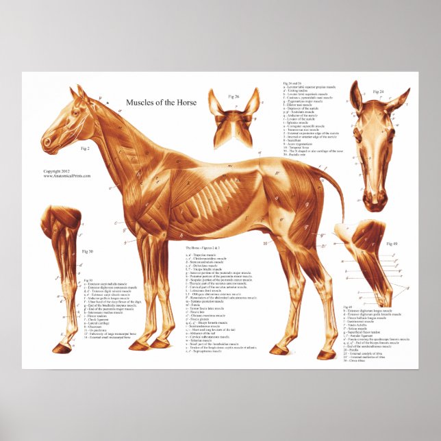 Pôster Gráfico de Anatomia Muscular do Cavalo (Frente)