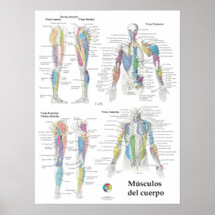 Poster Gráfico de Anatomia Muscular Espanhol