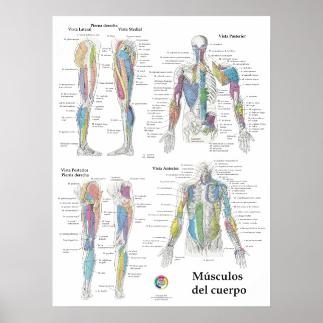 Poster Gráfico de Anatomia Muscular Espanhol (Frente)
