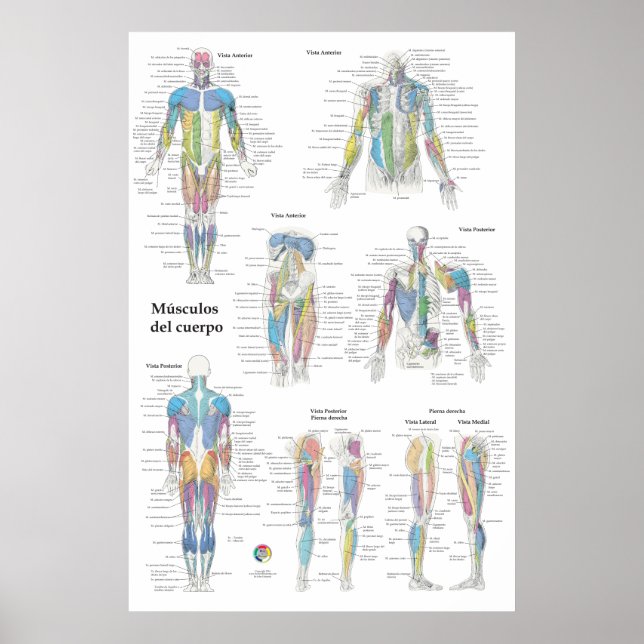 Poster Gráfico de Anatomia Muscular Espanhol (Frente)