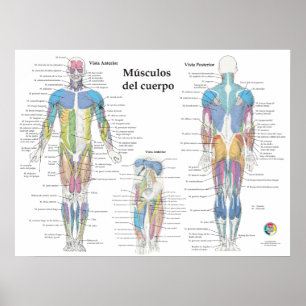 Poster Gráfico de Anatomia Muscular Espanhol