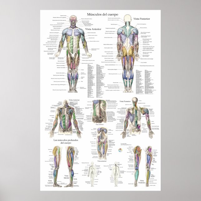 Poster Gráfico de Anatomia Muscular Humana em Espanhol (Frente)