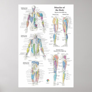 Poster Gráfico de Anatomia Muscular Profunda