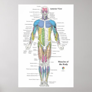 Poster Gráfico de Anatomia Muscular Vista Anterior