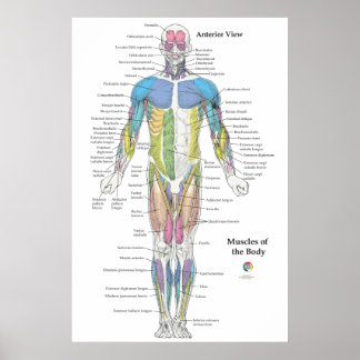 Poster Gráfico de Anatomia Muscular Vista Anterior