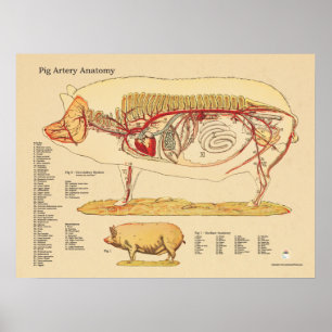 Pôster Gráfico de Anatomia Veterinária da Artéria Suína