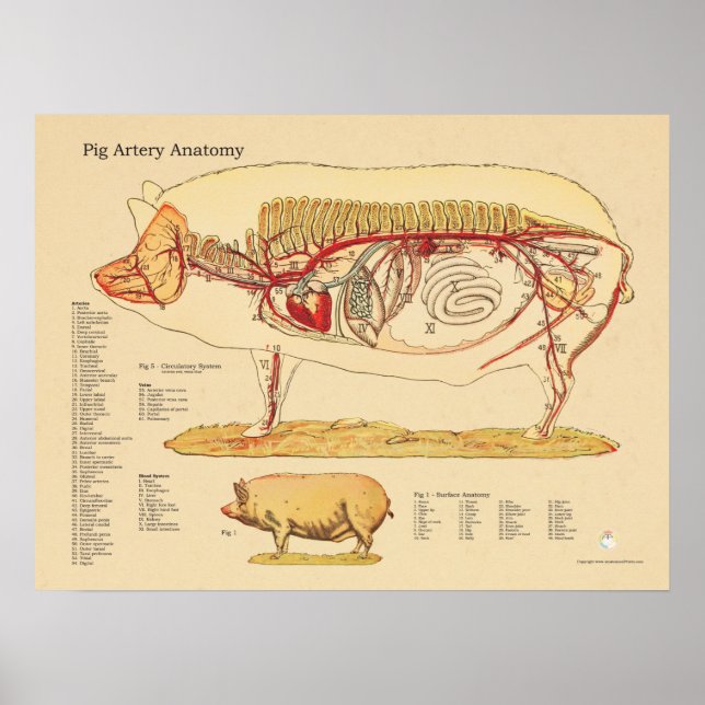 Pôster Gráfico de Anatomia Veterinária da Artéria Suína (Frente)