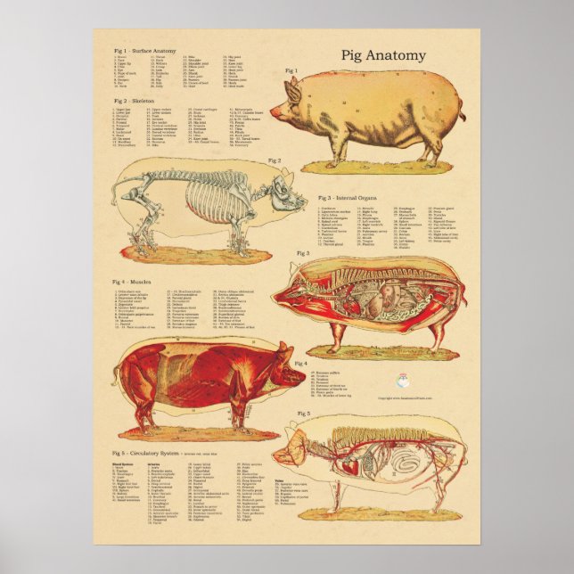 Poster Gráfico de Anatomia Veterinária do Suíno (Frente)