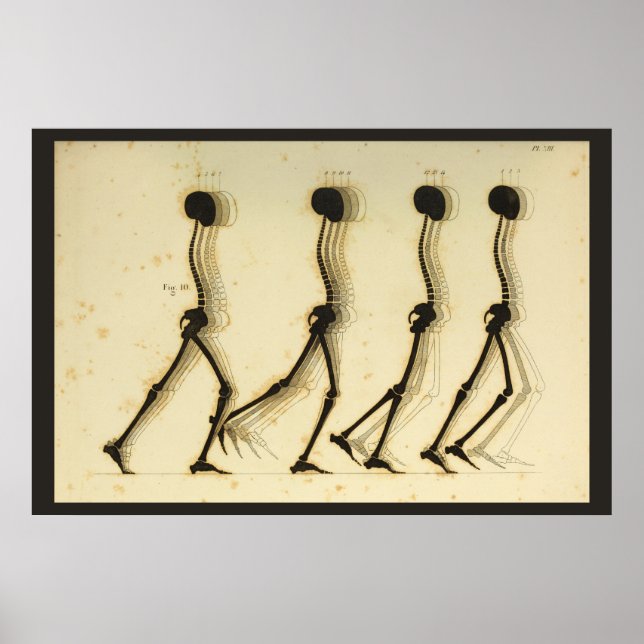 Pôster Gráfico de Chiroprático da coluna vertebral da per (Frente)