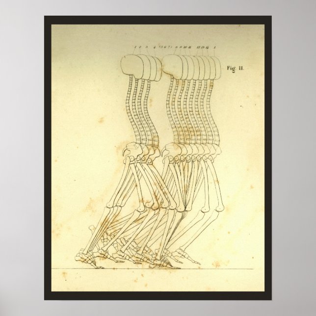 Pôster Gráfico de Chiroprático da coluna vertebral da per (Frente)