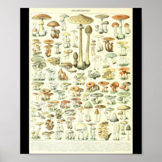 Poster Gráfico de Cogumelos Adolphe Millot Champignon B