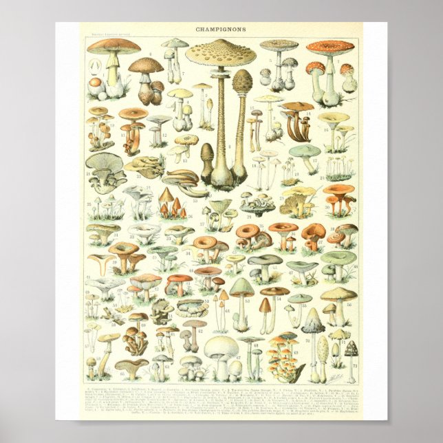 Poster Gráfico de Cogumelos Adolphe Millot Champignon B (Frente)