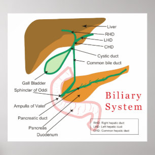 Pôster Gráfico de Diagrama do Sistema Biliar Duto Biliar