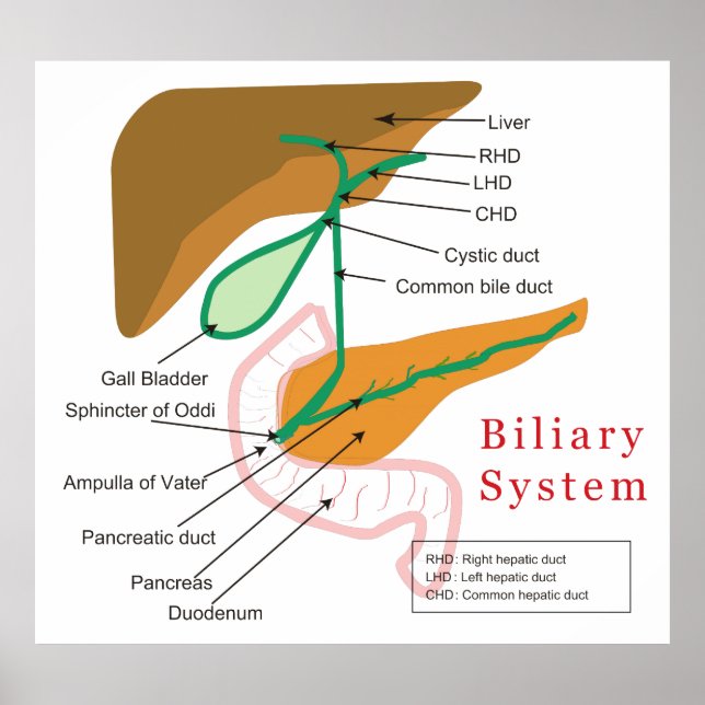 Pôster Gráfico de Diagrama do Sistema Biliar Duto Biliar (Frente)