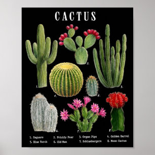 Poster gráfico de espécies de cactus engraçadas 
