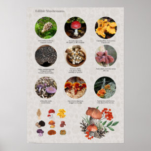 Poster Gráfico de Fotos e Ilustrações de Cogumelos Comest