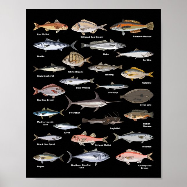 Poster Gráfico de Identificação de Peixes Vintage Pesca (Frente)