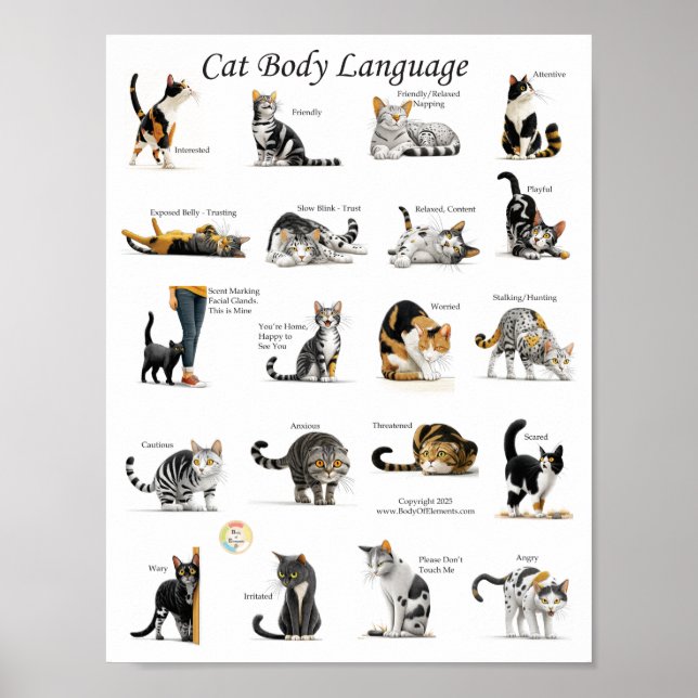 Poster Gráfico de Linguagem Corporal de Gatos (Frente)