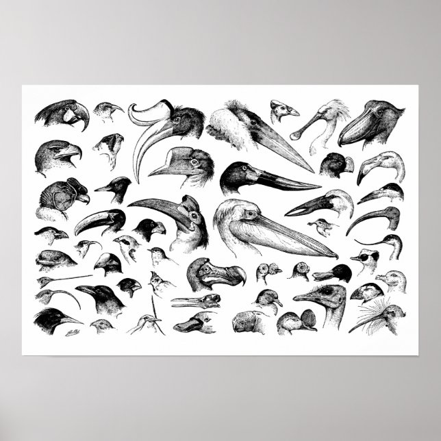 Pôster Gráfico de Listas (Frente)