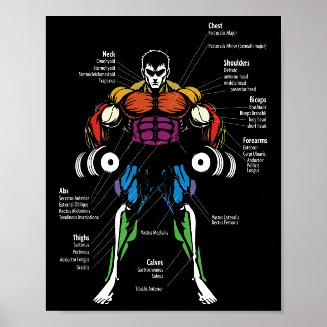 Poster Gráfico de Músculos de Anatomia de Anime  (Frente)