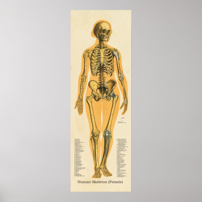 Pôster Gráfico de Ossos de Anatomia do Esqueleto Humano (Frente)