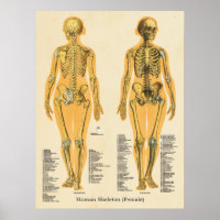 Gráfico de Ossos de Anatomia do Esqueleto Humano