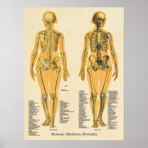 Poster Gráfico de Ossos de Anatomia do Esqueleto Humano
