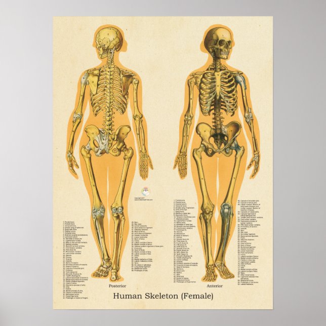 Poster Gráfico de Ossos de Anatomia do Esqueleto Humano (Frente)