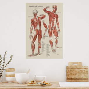 Poster Gráfico de Paredes da Anatomia Muscular Humana
