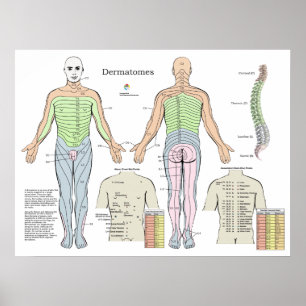 Poster Gráfico de Pontos de Acupuntura de Shu de Retoma