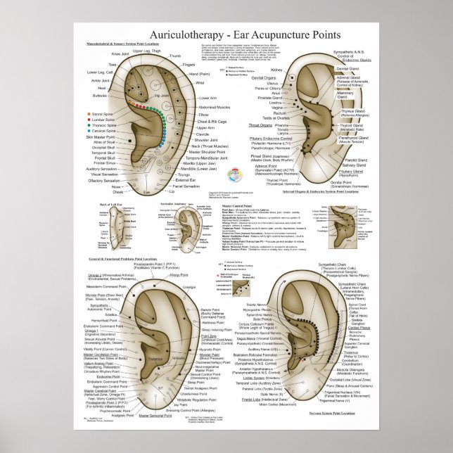 Poster Gráfico de Pontos de Acupuntura Ocular Auriculoter (Frente)