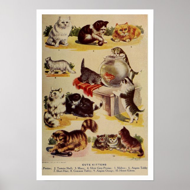 Poster Gráfico de raça gatinha de gatos-do-campo (Frente)
