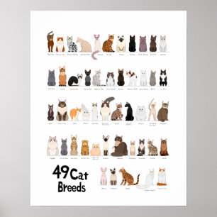 Poster gráfico de raças de gatos