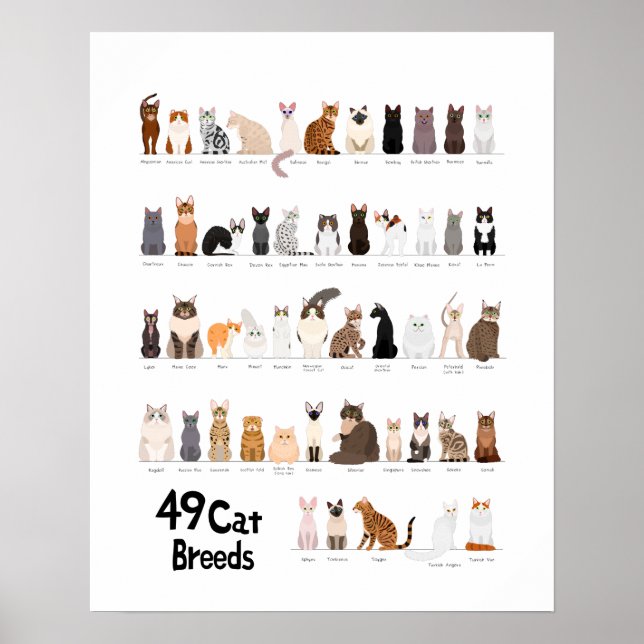 Poster gráfico de raças de gatos (Frente)